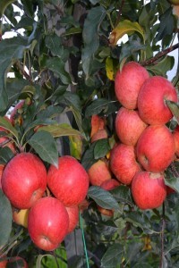 Turkish Journal of Food and Agriculture Sciences